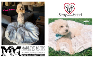 Marley's Mutts and Stray from the Heart, featuring Cora Rose and Milo of Puerto Rico